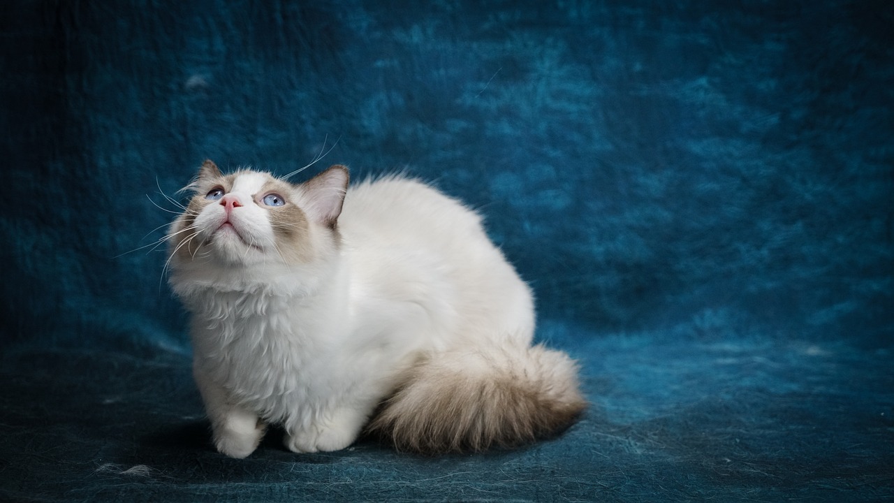 The Best Cat Breeds for Lap Cats